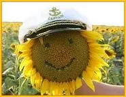 Un girasol sonriente con gorra de capitán, el premio «7 cosas sobre ti»