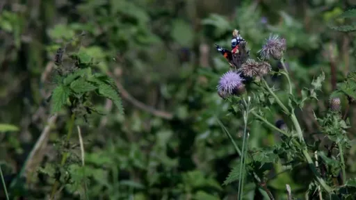 Una mariposa posada en un cardo en Hit & Miss
